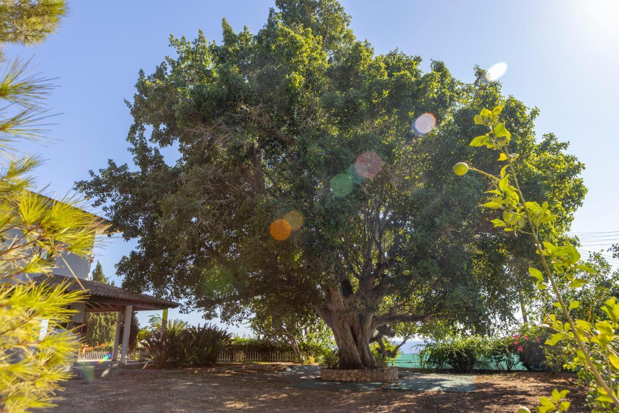 Sycamore Seaview * Agia Napa